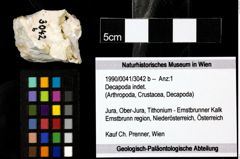 Foto (Objekt + Etiketten) von Decapoda indet. 